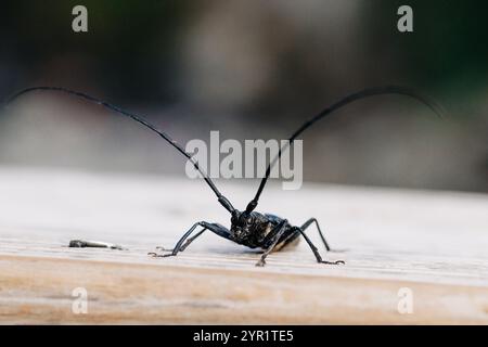 Weiß gepunkteter sägekäfer mit langen Antennen auf Holzoberfläche Stockfoto