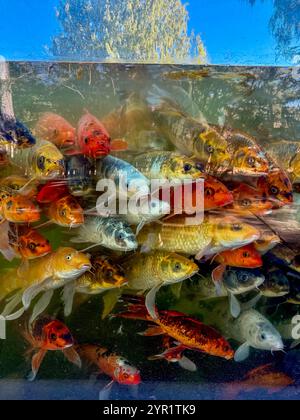 Eine lebhafte Gruppe von Koi-Fischen, die in einem klaren Teich nahe beieinander schwimmen Stockfoto