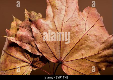 Leuchtende Herbstahornblätter auf braunem Hintergrund Stockfoto