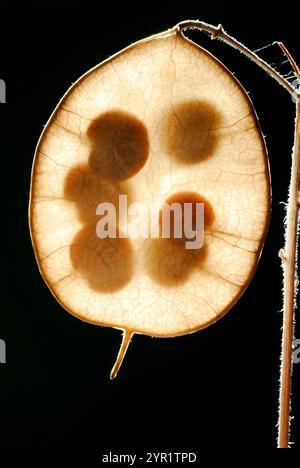 Ehrliche Früchte (Lunaria annua) gegen das Licht gesehen Stockfoto