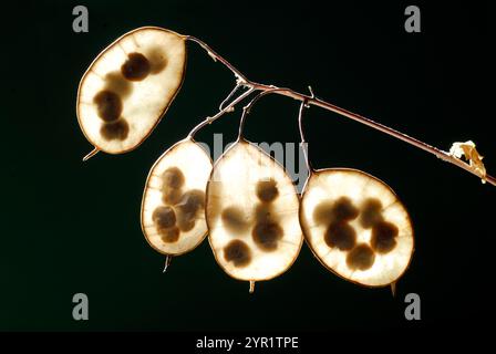 Ehrliche Früchte (Lunaria annua) gegen das Licht gesehen Stockfoto