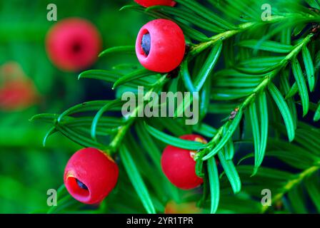 Grüne Blätter und rote Früchte der Eibe (Taxus baccata) Stockfoto