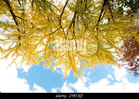 Ginkgo biloba gelbe Blätter im Herbst und blauer Himmel in Japan. Stockfoto