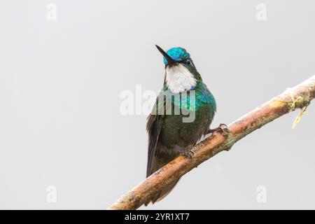 Männlicher Weißkehlchen-Bergjuwel, Lampornis castaneoventris, Costa Rica Stockfoto