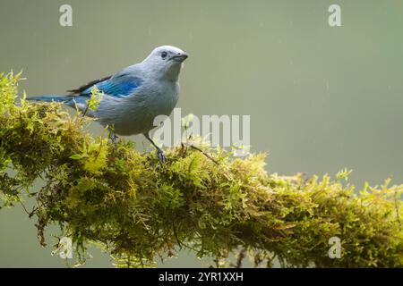 Blaugraue Tanager, Thraupis episcopus, Costa Rica Stockfoto