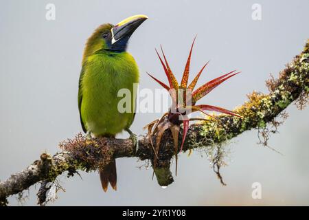 Nördlicher Smaragd-Toucanet, Aulacorhynchus prasinus, auf einem Baumzweig mit Bromelien, Costa Rica Stockfoto