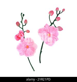 Orchideenzweige mit Blüten und Knospen. Illustrationen für Design. Schöne Karten, Einladungen und Drucke auf Stoffen und Papier. Stockfoto