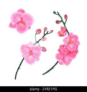 Orchideenzweige und Blüten. Phalaenopsis auf weißem Hintergrund. Illustrationen zum Bedrucken von Stoffen, Verpackungen und Einladungskarten. Stockfoto