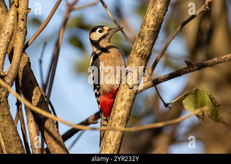 Großer Fleckenspecht Dendrocopos Major auf einem Baum. Sussex, Großbritannien Stockfoto