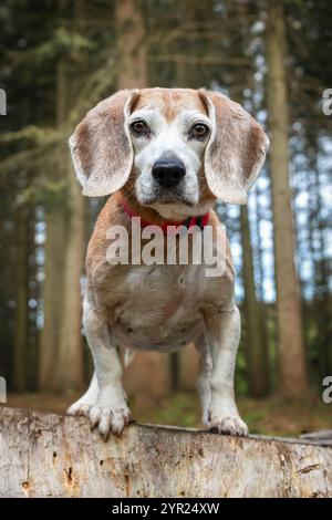 Beagle am Virginia Water Lake posiert auf einem Baumstumpf im Wald Stockfoto