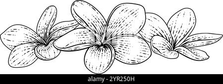 Plumeria Frangipani Tropical Bali Blumen Holzschnitt Stock Vektor