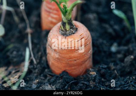Karottengemüse wächst im Garten in der organischen Hintergrundnaht des Bodens. Stockfoto