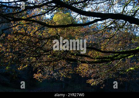 Die Äste und Blätter einer englischen Eiche (Quercus robur) im Herbst Stockfoto