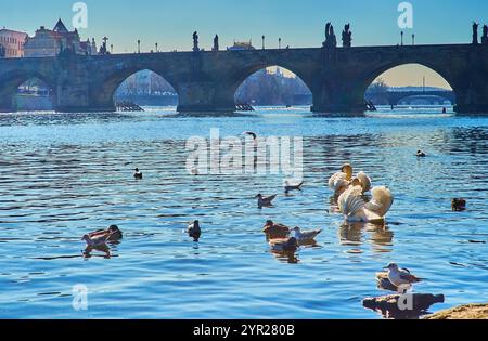 Die Schwäne, Stockenten und Möwen schweben entlang der gewellten Moldau mit Blick auf die mittelalterliche Steinbogenbrücke im Hintergrund, Pragu Stockfoto