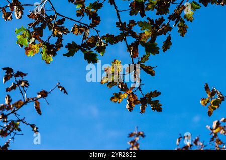 Die Herbstblätter einer Eiche (Quercus robur) vor einem hellblauen Himmel Stockfoto