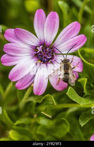 Eucera nigrilabris, Longhorn-Biene auf einer Blume Stockfoto