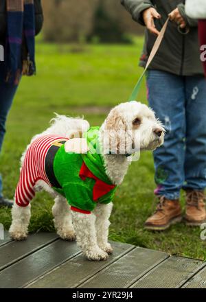 Mental Elf festlicher Wohltätigkeitslauf für South and Central Essex Mind, Belfairs Woods, Leigh-on-Sea © Clarissa Debenham (filmfreie Fotografie) / Alamy Stockfoto