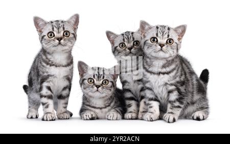 Vier süße silberne Tabby britische Kurzhaarkätzchen, die zusammen sitzen und liegen. Alle schauen neugierig auf die Kamera zu. Isoliert auf einem weißen Hintergras Stockfoto