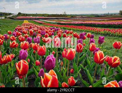 Tulpenfeld - Reihen von bunten Tulpen. Violette, rosa, weiße und rote Tulpen im Frühling. Stockfoto