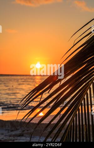 Eine Palme hat eine Silhouette vor dem Hintergrund eines wunderschönen Sonnenuntergangs. Die Sonne untergeht in der Ferne und strahlt ein warmes Leuchten über dem Meer. Die sce Stockfoto
