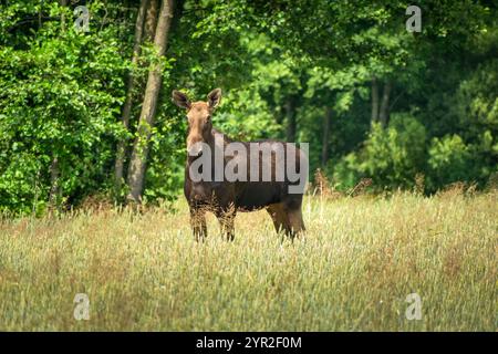 Ein Elch, der auf einem Getreidefeld steht, mit einem Wald im Hintergrund, Sommertag Stockfoto