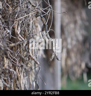 Reifende Bohnenschoten hängen an der Wand des ländlichen Stalls. Stockfoto