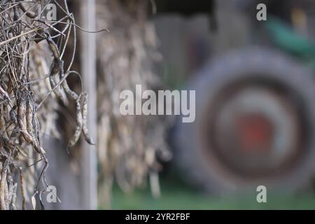 Reifende Bohnenschoten hängen an der Wand des ländlichen Stalls. Stockfoto