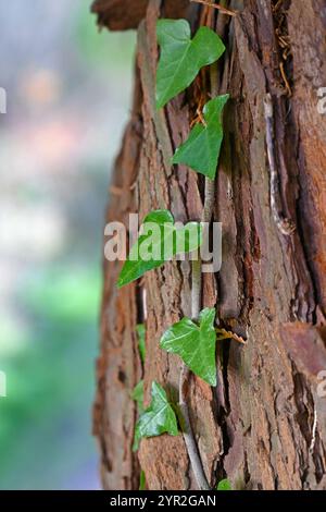 efeu wächst auf Eibe Stockfoto