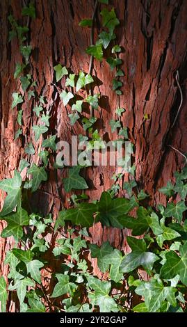 efeu wächst auf Eibe Stockfoto