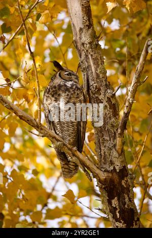 Die große Horneule (Bubo virginianus) steht auf einem Baumwoll-Baum mit goldenem Herbstlaub. Stockfoto