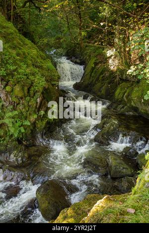 Großbritannien, Wales, Gwynedd, Snowdonia, Llanberis, Coed Victoria, Waldkaskade unterhalb des Wasserfalls Ceunant Fawr Stockfoto