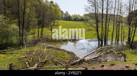 Biberdamm, Biberdamm Stockfoto