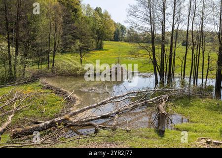 Biberdamm, Biberdamm Stockfoto