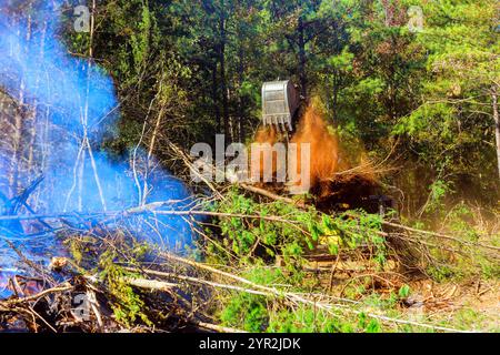 Dabei führt das Abbrennen entwurzelter Bäume während der Rodung zu Umweltschäden. Stockfoto