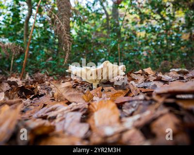 Truppentrichterpilze in Blattstreu Stockfoto