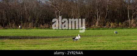 Vier Störche auf der niederländischen Wiese bei hilversum in den niederlanden unter blauem Winterhimmel mit Sumpfwald im Hintergrund Stockfoto