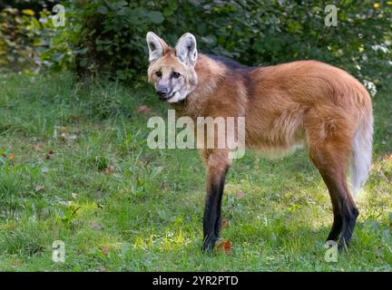 Mähnenwolf Stockfoto
