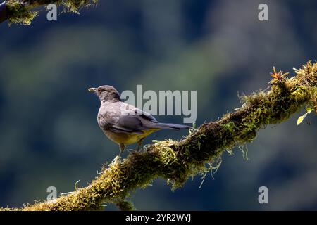 Tonfarbene Thrush (Turdus gryi), früher bekannt als der tonfarbene Robin. Er ist der Nationalvogel von Costa Rica. Sarapiqui, Costa Rica. Stockfoto