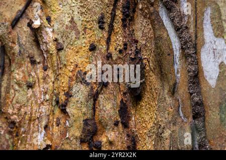 Ein Drachenkopf-Bug (Phrictus quinquepartitus), auch bekannt als Wart-Head-Bug, der auf dem Stamm eines Baumes liegt. Stockfoto