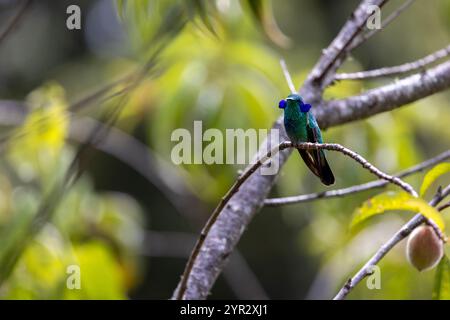 Ein Kleinviolettear (Colibri cyanotus) oder das Bergviolett-Ohr im Hochland von San Gerardo de Dota, Costa Rica. Stockfoto