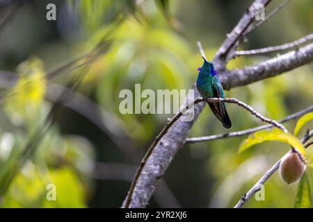 Ein Kleinviolettear (Colibri cyanotus) oder das Bergviolett-Ohr im Hochland von San Gerardo de Dota, Costa Rica. Stockfoto