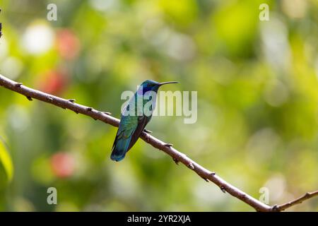 Ein Kleinviolettear (Colibri cyanotus) oder das Bergviolett-Ohr im Hochland von San Gerardo de Dota, Costa Rica. Stockfoto