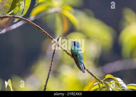 Ein Kleinviolettear (Colibri cyanotus) oder das Bergviolett-Ohr im Hochland von San Gerardo de Dota, Costa Rica. Stockfoto