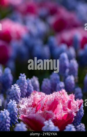 Makroaufnahme von Tulpe mit Wassertropfen, Blumengarten Keukenhof, Lisse, Niederlande Stockfoto
