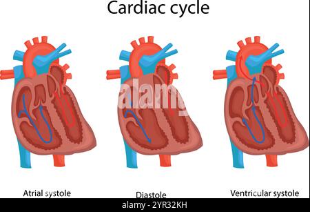 Drei Phasen des Herzzyklus. Diastole, atriale Systole, Stock Vektor