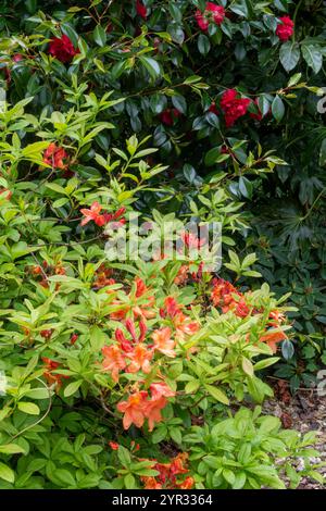 Leuchtende Orangenblüten auf Azalea Gog Knaphill in voller Blüte. Stockfoto