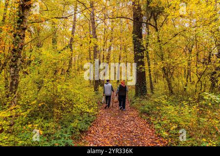 Pilzpflücker laufen auf einem Pfad in einem herbstlichen gelben Wald Stockfoto