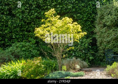 Lebhaftes lindgrünes Laub eines Hartholzbaums, cornus Florida Rainbow Tree, in einem Devon-Garten Stockfoto