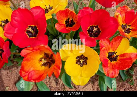 Blick nach unten auf ein paar geöffnete rot-gelbe Tulpen mit einigen orangefarbenen Tulpen mit Laub in einer gruppierten Nahaufnahme im Frühling Stockfoto