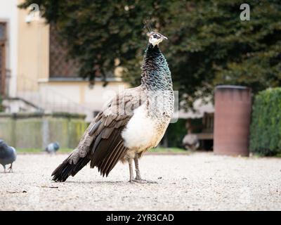 Peahen (Pavo cristatus) in einem Park in Prag, Tschechien. Schöner Vogel mit braunen Federn. Das elegante weibliche Tier ist eine Attraktion. Stockfoto